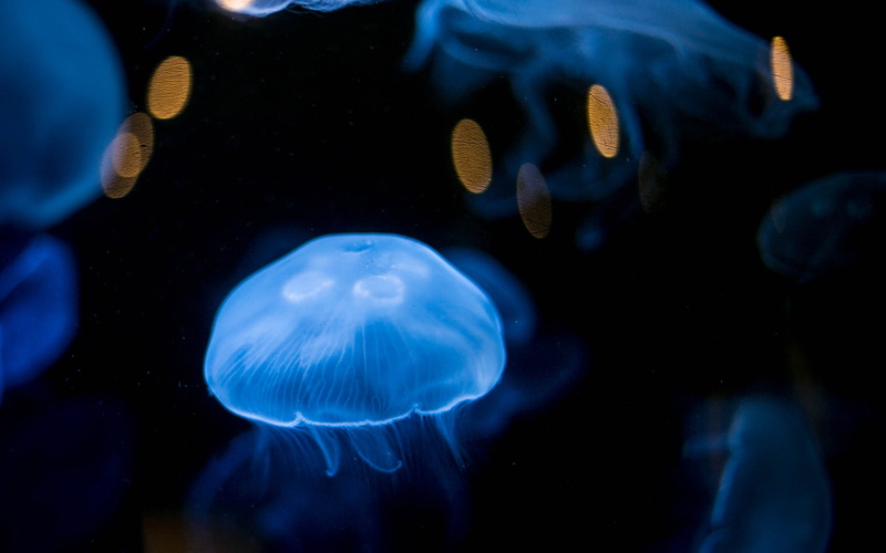1080P, hd, underwater, jellyfish, animals