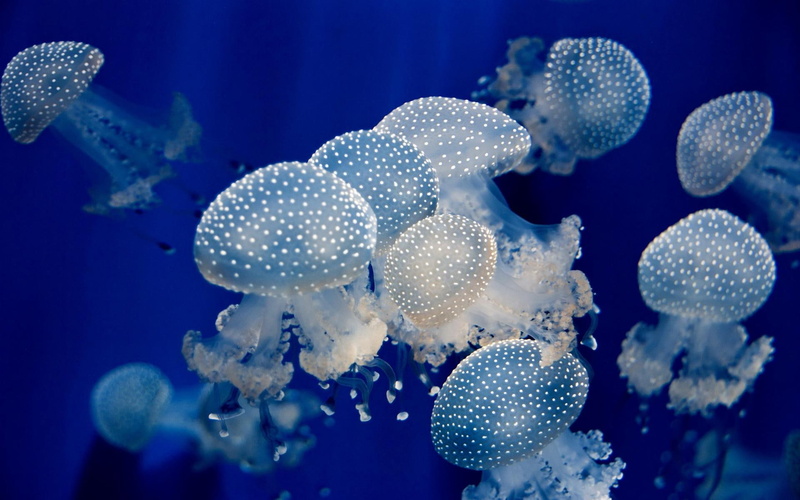wide, 1080P, ocean, underwater, jellyfish, sea, fishes