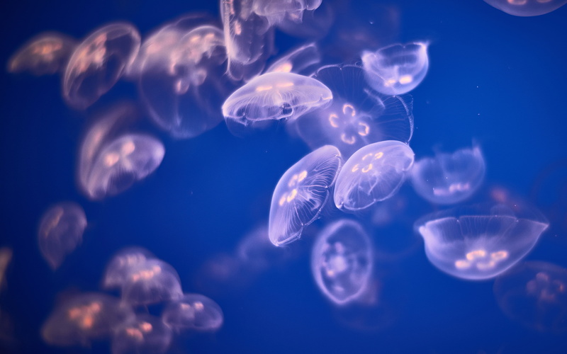 4K, 5k, jellyfishes, k, underwater, 4k