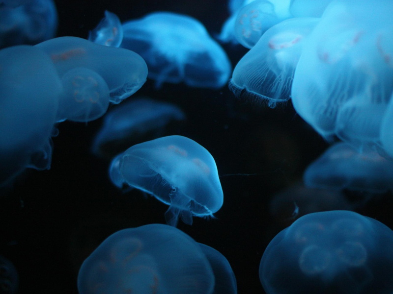 ocean, jellyfish, underwater, bokeh, jelly, 1080P, fishes, widescreen, sea