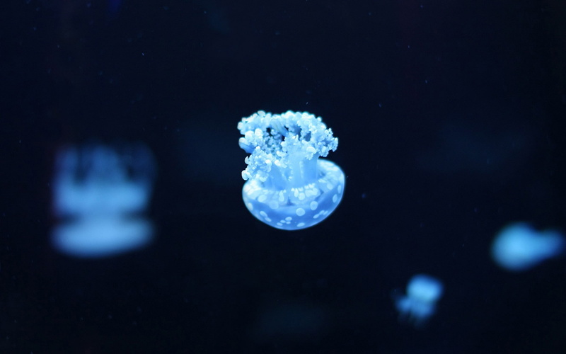 background, blue, dark background, 1080P, white, small, dark, fish, animal, jellyfish