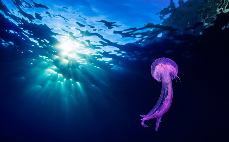 animals, 1080P, jellyfish, underwater