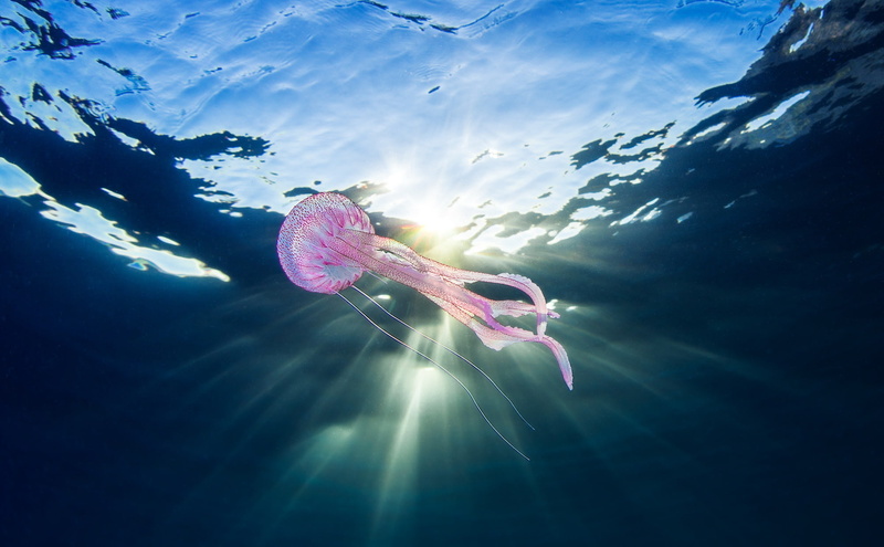 underwater, nature, jellyfish, 1080P, sea, animals