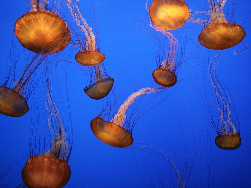 animal wildlife, jellyfish, nature, 720P, floating on water, floating, sea, luminosity, group of animals, marine, animal, swimming, animals, invertebrate