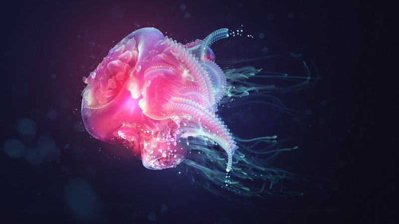 animal, jellyfish, dark, 1080P, background, abstract, dark background