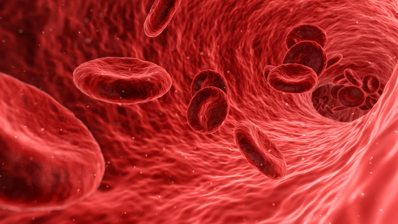 bacterium, microscope, healthcare and medicine, blood cells, slice, human blood, blood, science, no people, extreme close-up, 2K, flowing, biology, food and drink