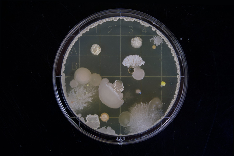 food and drink, floating on water, microscope, mold, detail, wellbeing, glass - material, cell, no people, directly above, micro, black background, scope