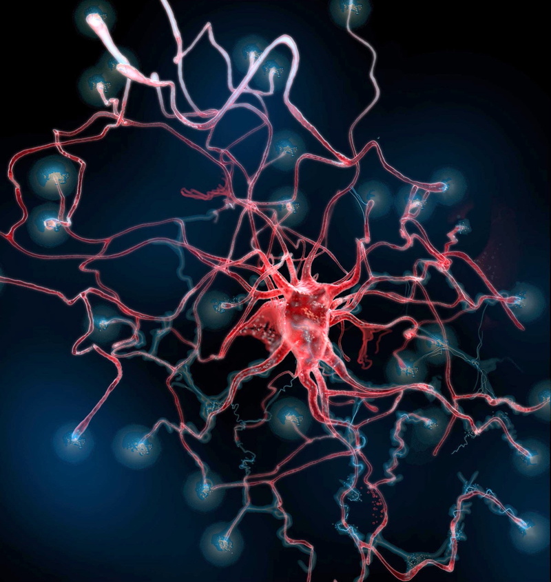 ray, blue, Anatomy, x, biology, psychedelic, red, beauty in nature, Medical, animal themes, blood, brain, digital, head, medical condition, indoors, black background