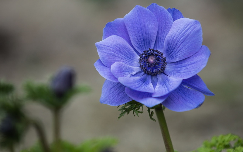 Flower, close, Blue, 1080P, Anemone