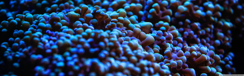 invertebrate, undersea, marine, blue, animals in the wild, sea, beauty in nature, purple, sea anemones, clown fish, sea life, animal, ecosystem, 4K, animal wildlife