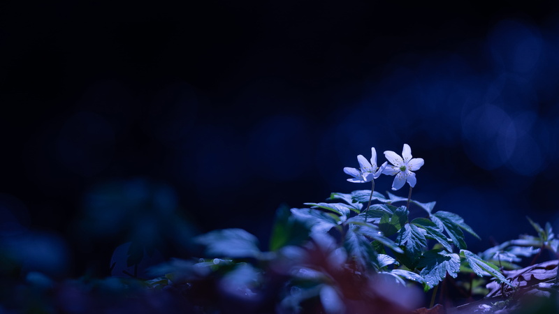 leaves, anemone, spring, white, 4K, bokeh, the dark background, blue, glade, forest, flowers, light