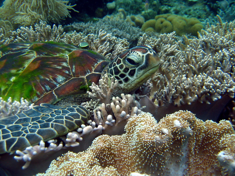 animals, turtle, 2K, coral, sea anemones, nature