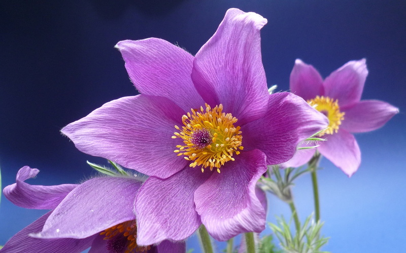 Flowers, Purple, Anemone, Macro, 1080P
