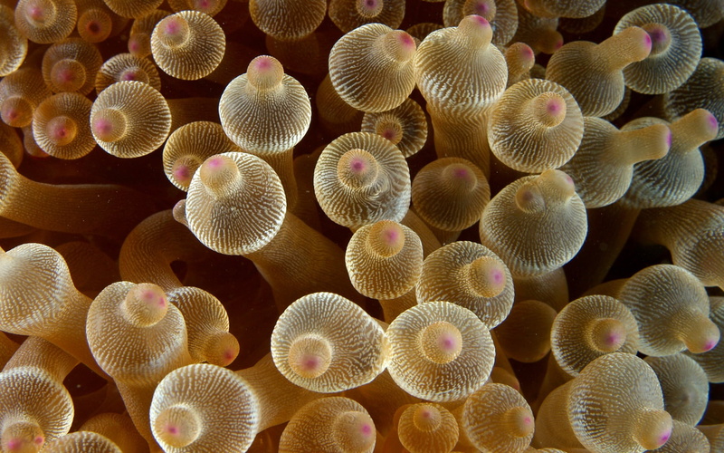 sea life, full frame, animal, undersea, invertebrate, underwater, no people, textured, lot, ecosystem, sea anemones, animal wildlife, mushroom, nature