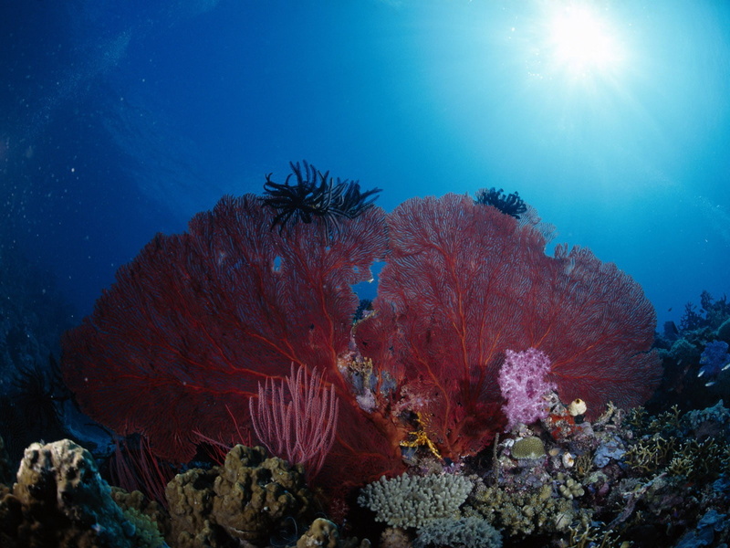 underwater, coral, sea anemones, sea, 720P