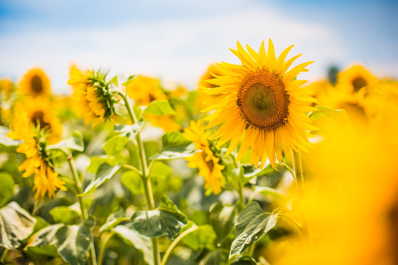 landscape, yellow, inflorescence, no people, nature, Sunflower, field, plant, growth, flower head, flowering plant, meadow, agriculture, flower, close-up