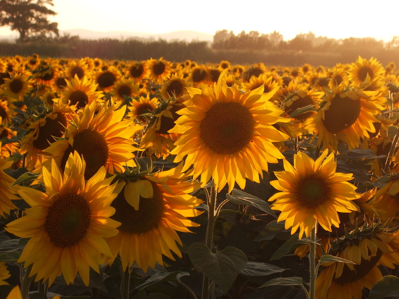 rossa, meadow, blue sky, sunflower, dominante, nature, plant, tournesol, 2K, field, clouds, blue, leaf, farm, flower, spring, rural Scene, sunlight, sun