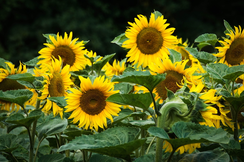 leaf, nature, 5K, summer, One day, rural Scene, outdoors, field, sunflowers, yellow, plant, sunflower, agriculture, last summer, flower