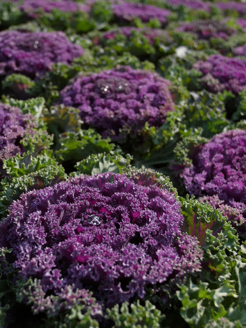 purple cauliflower, beauty in nature, flower, selective focus, flowering plant, purple, food and drink, nature, vegetables, plant, food, no people, fragility