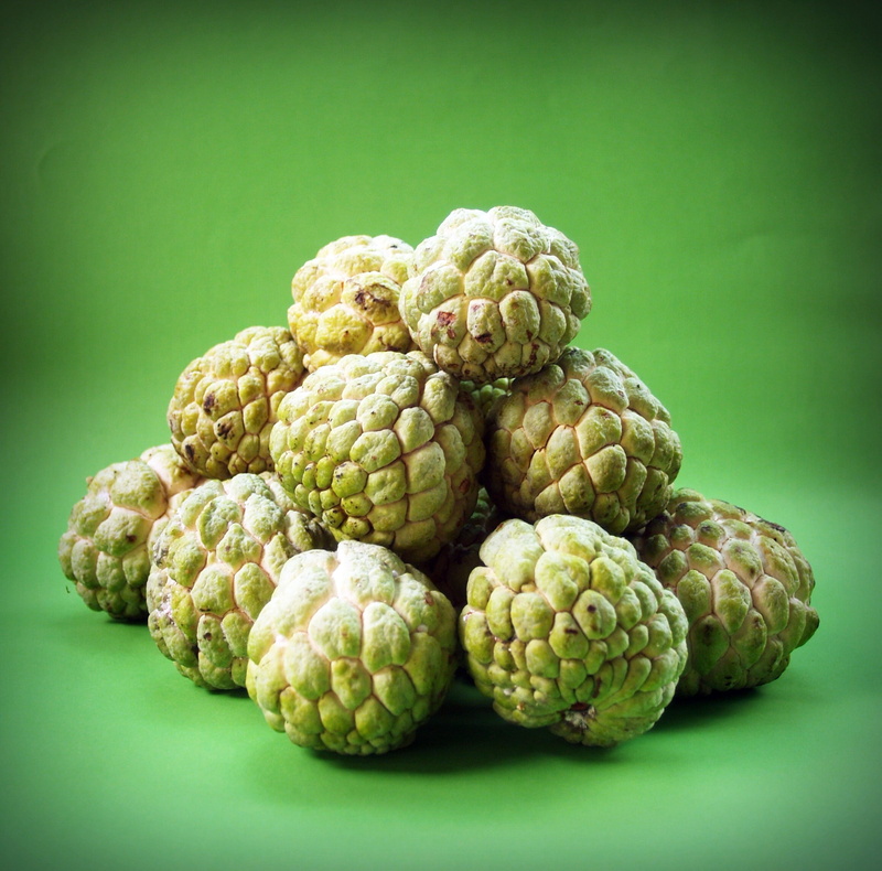 farm, blue background, tempting, freshness, round, close-up, studio shot, delicious, custard apple, exotic, food, thai, apple, growing, organic, food and drink