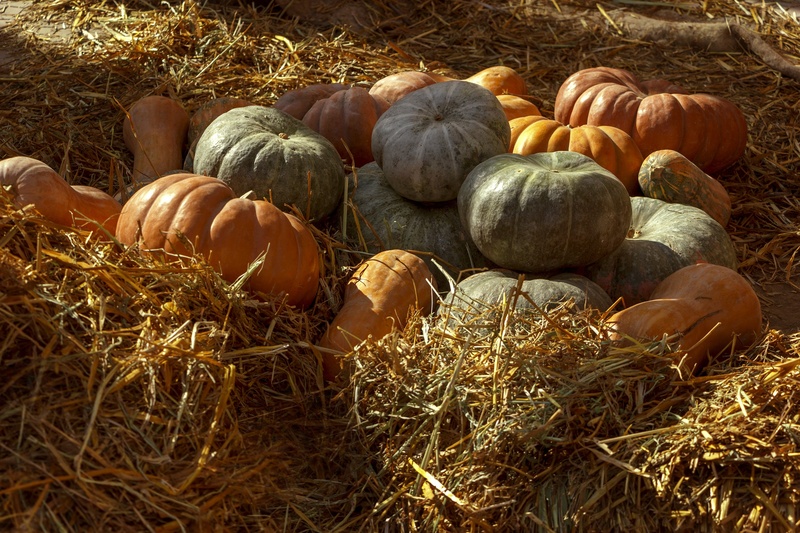pumpkin, hay, land, harvest, 2K, vegetables, food, vegetable garden, autumn, medium group of objects, healthy eating, day, freshness, bright, straw, wellbeing