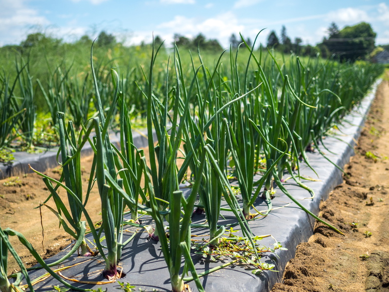 vegetarian, focus on foreground, crop, agriculture, day, fresh, food, sunlight, farm, green, landscape, scallion, beauty in nature, healthy, land, growth