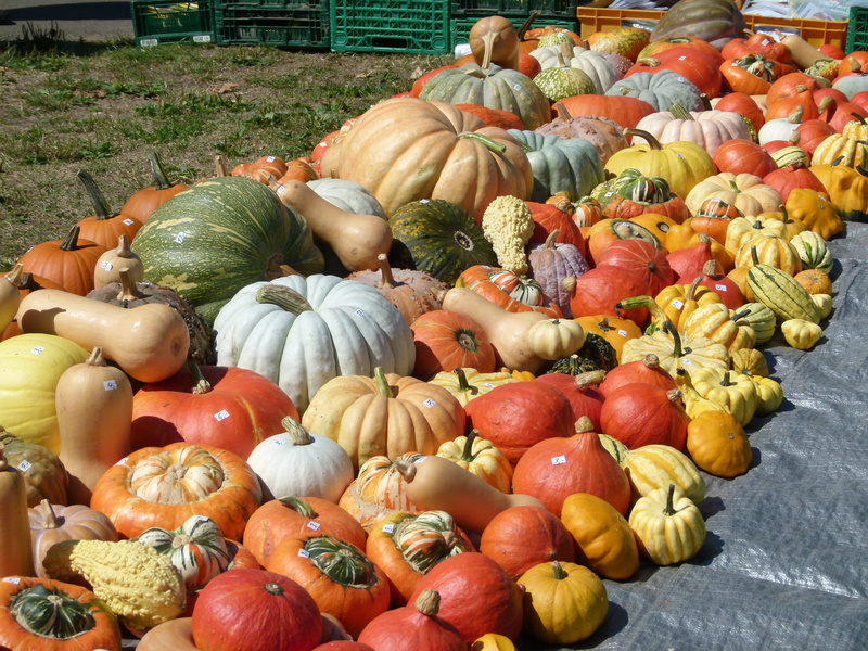 Squash, produce, fall, no people, agriculture, harvest, october, Vegetables, choice, gourd, autumn, Halloween, food, large Group of Objects, patch, Pumpkins