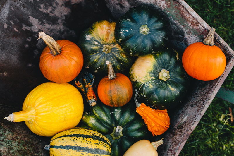 autumn, ripe, vegetable, nature, halloween, agriculture, seasonal, health, october, no people, plant, pumpkins, organic, orange color, 4K, freshness, fall