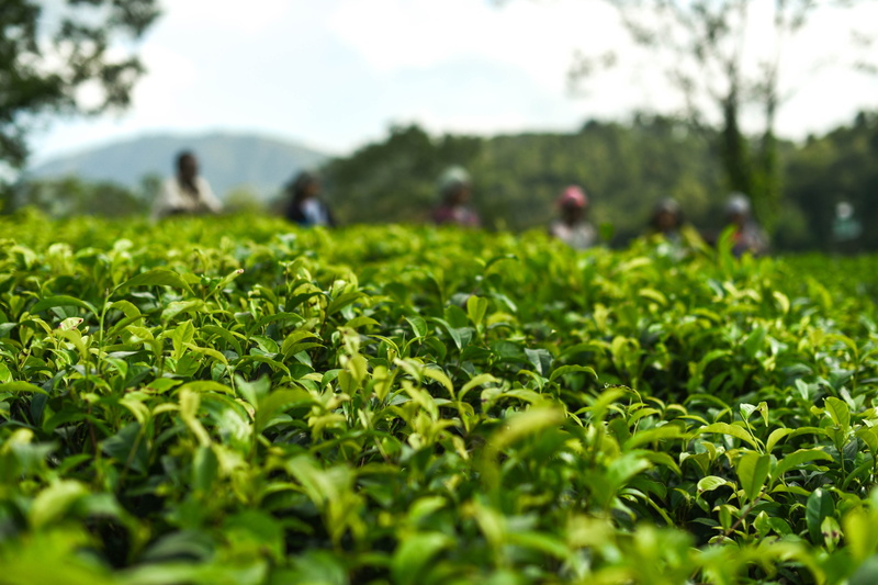 sky, 4K, field, farmer, plant, growth, green color, tea, leaves, agriculture, tea crop, selective focus, landscape, food, incidental people, tree, rural scene