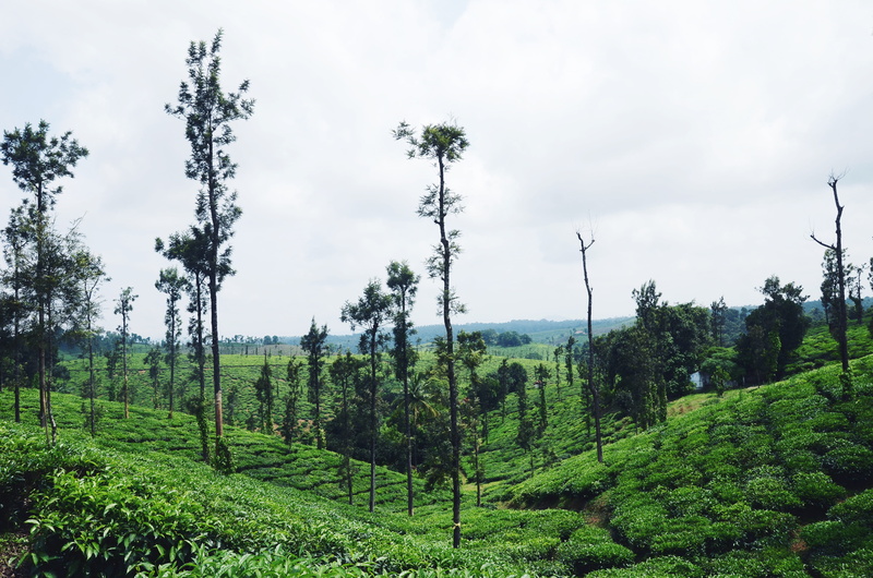 leaves, lost, coorg, plantations, green, environment, land, scenics - nature, no people, landscape, leaf, 4K, nature, tranquility, rural scene, tea, explore