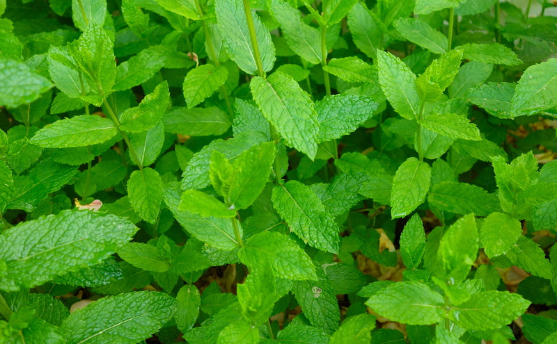 close-up, leaf, green color, fragrant herb, aroma, day, peppermint tea, cook, taste, green, high angle view, medicinal herbs, backgrounds, food, leaves