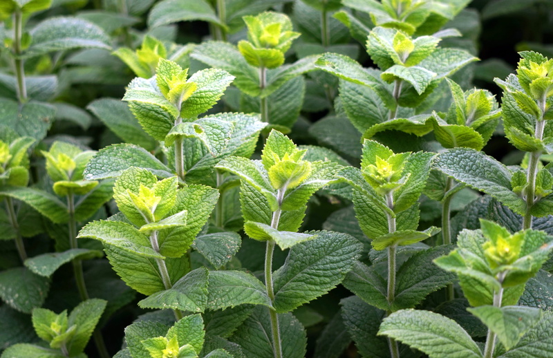 close-up, food, healthy eating, herb, peppermint tea, mint, leaf, green color, plant part, beauty in nature, day, agriculture, green, wellbeing, nature