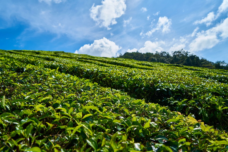 plantation, blue, environmental, cloud - sky, tea, taylor, tea crop, rural scene, no people, the tea plantations, food, crop, beautiful, leaves, 4K, agriculture
