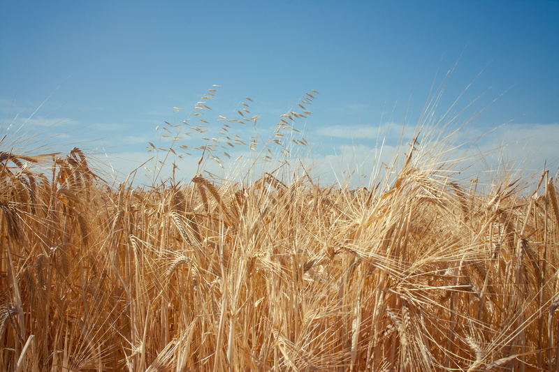 agriculture, summer, Mk2, wheat, field, daytime, crop, ripe, gold Colored, farm, yellow, sky, fields, blue, plant, nature, cereal Plant, growth, seed, food