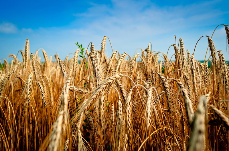 sowing, harvesting, growth, crop, farm, rye, yellow, outdoors, wheat, food, macro, gold Colored, sky, 720P, ripe, plant, heat, macro photography, field