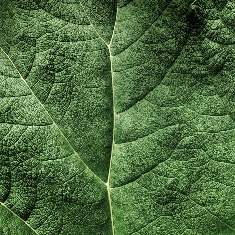 2K, nature, PS, pattern, leaf, Explored, green, textured, HDR, close-up, macro, backgrounds, green leaf, Sony, Topography, green Color, Photoshop, plant