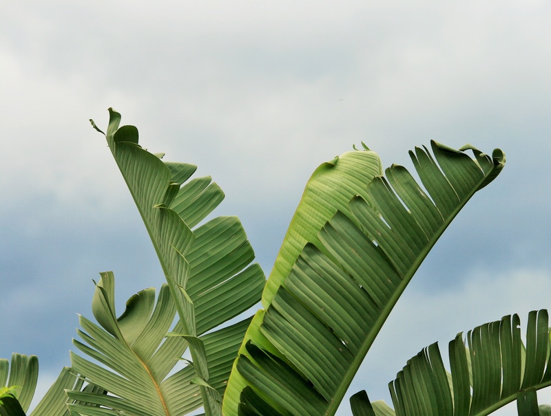 low angle view, 2K, beauty in nature, sub-tropical, palm leaf, no people, sky, palm Tree, growth, tropical Climate, day, cloudy, plant part, green Color