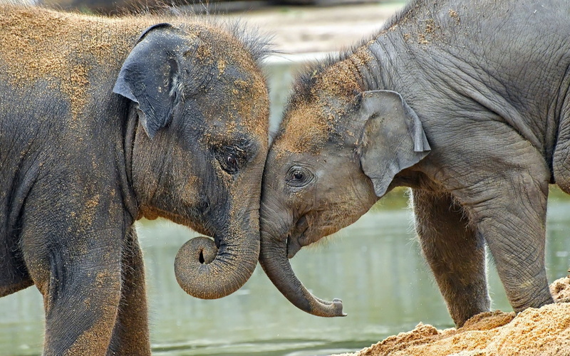 animal, herbivorous, baby animals, domestic animals, outdoors, animal wildlife, animal body part, young animal, group of animals, two animals, animals in the wild