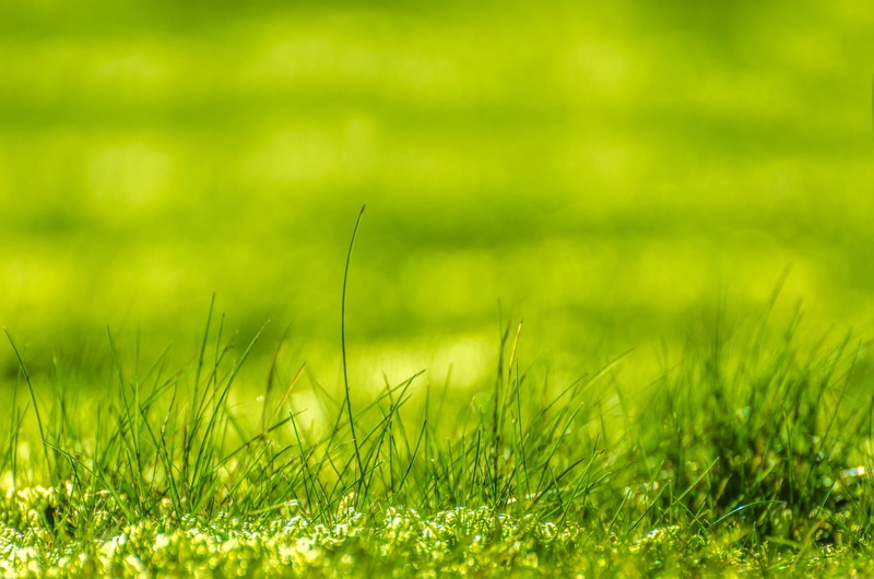 environment, defocus, landscape, light, springtime, green, beauty in nature, season, herbs, effect, plant, lawn, land, relaxation, no people, gardening