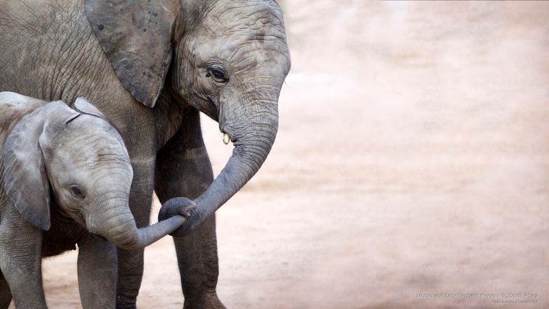 kruger, Animals, 2K, elephant, baby, mother, n, south, africa, p