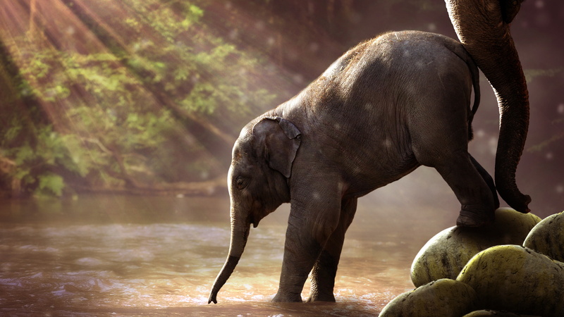 day, vertebrate, animal wildlife, outdoors, tree, Water, no people, nature, 8K, side view, one animal, Drinking, elephant, focus on foreground, animal