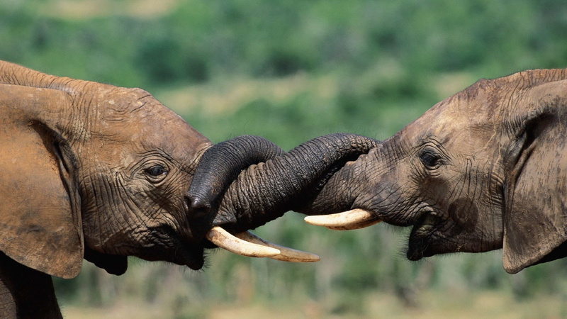elephant, animals, baby animals, 1080P