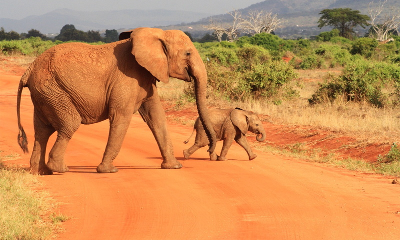 1080P, animals, baby animals, Africa, elephant