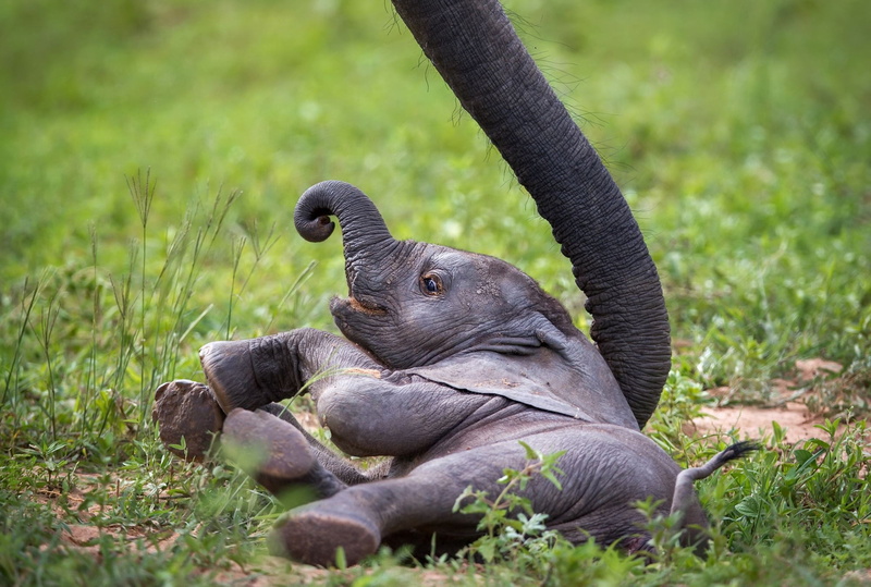 mammal, nature, focus on foreground, outdoors, animal, green color, no people, day, field, animal wildlife, reptile, plant, land, animals, elephant, 1080P