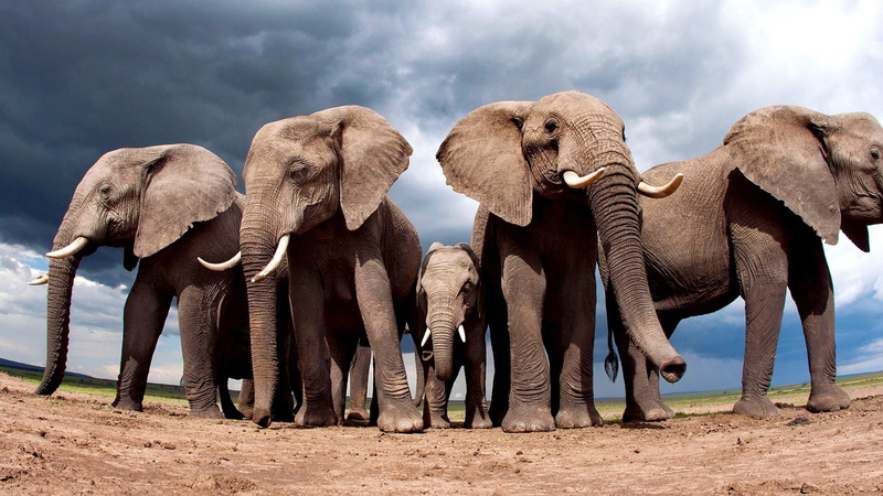 sand, 1080P, baby, nature, landscape, clouds, elephants, baby animals, animals