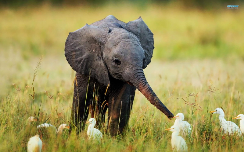 egrets, elephant, birds, wild, baby, animals, grass, 1080P