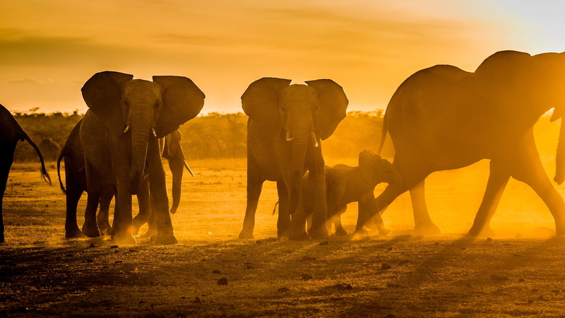 african elephant, 1080P, herd, animals, Tomáš Hulík, animal themes, animal trunk, dust, group of animals, sunlight, sky, animal wildlife, baby animals