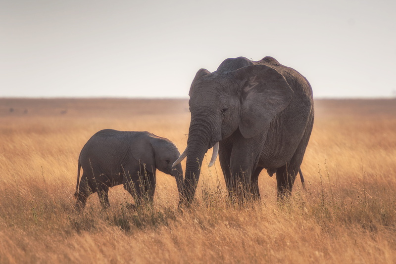 4K, animals in the wild, vertebrate, elephants, no people, mother, plant, prairie, tanzanium, baby, herbivorous, safari, africa, family, african elephant