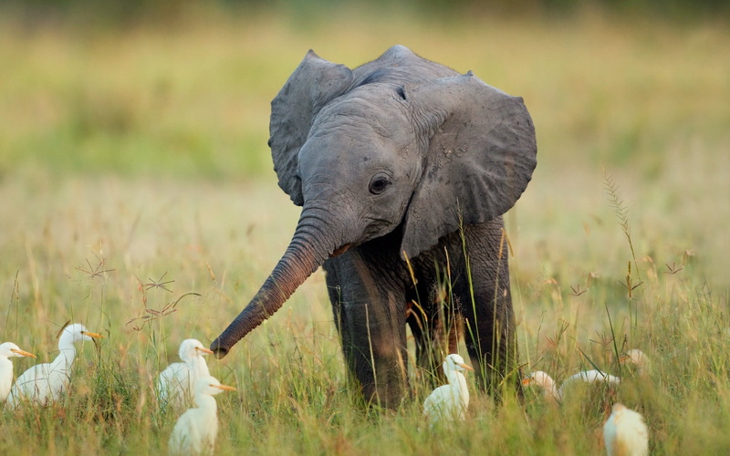birds, baby, calf, grey, elephant, grass, animals, 1080P, hd