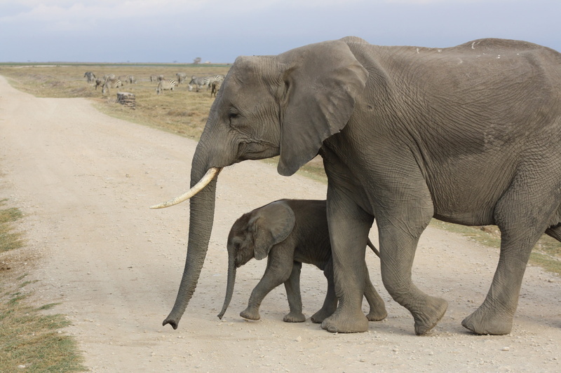 amboseli, adult, nature, crossing, road, herbivorous, wildlife, young animal, dust, animal, animals in the wild, baby, group of animals, wild, no people